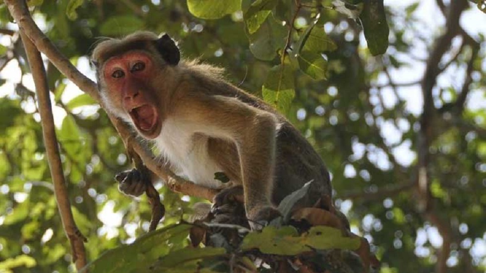 Зверское нападение на лаборантов: обезьяны украли образцы крови больных COVID-19