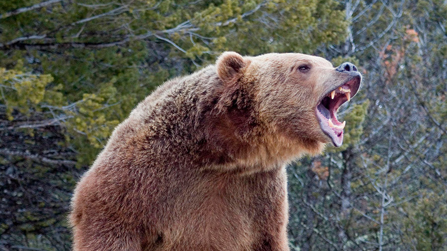 В Алматинской области медведь убил россиянина 