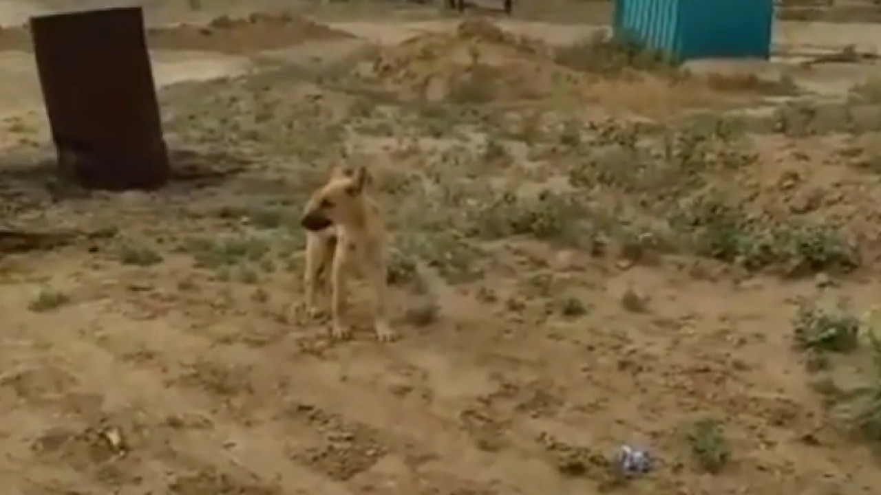 Отстрел собак в Атырау: начато расследование