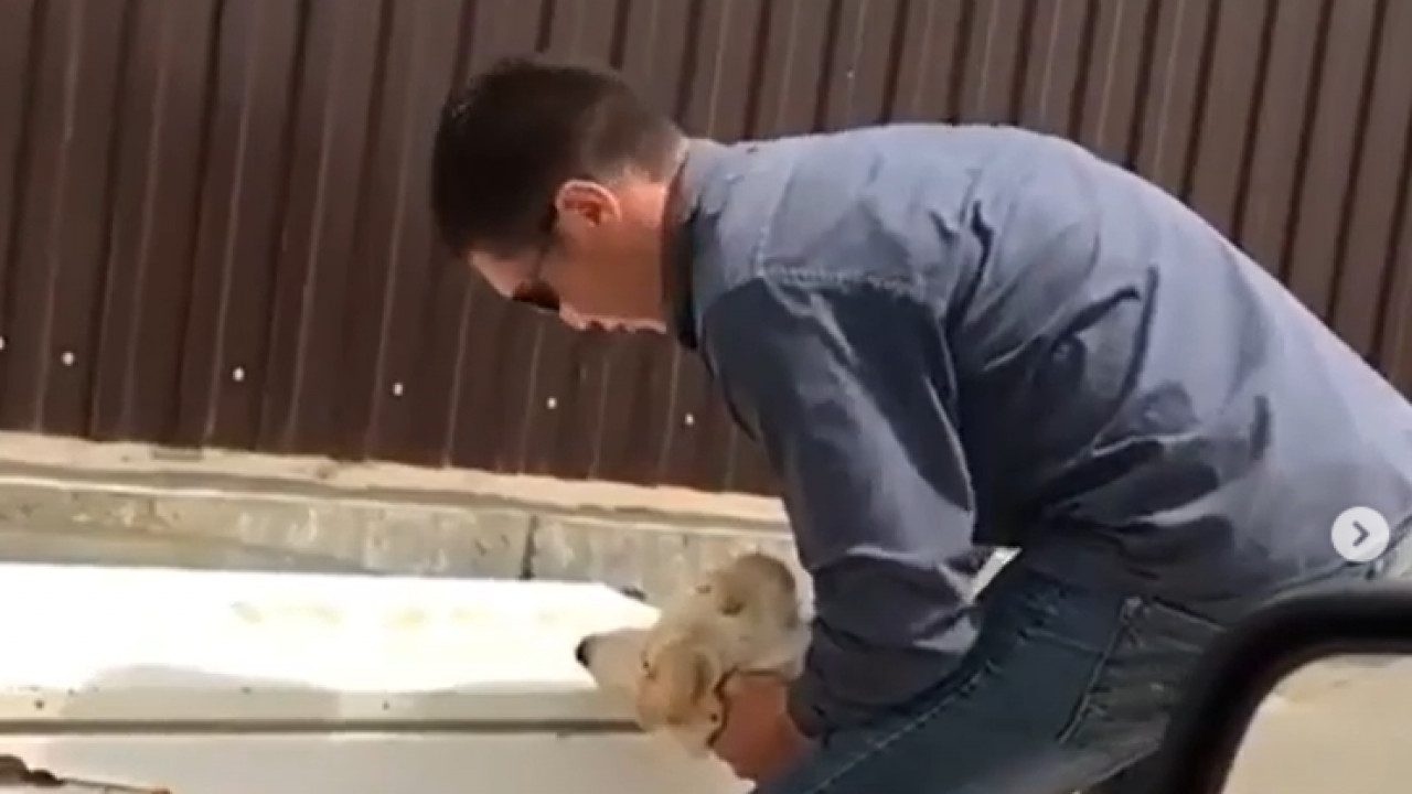 Отстрел собак в Атырау: Мужчина, душивший животное, попросил прощения