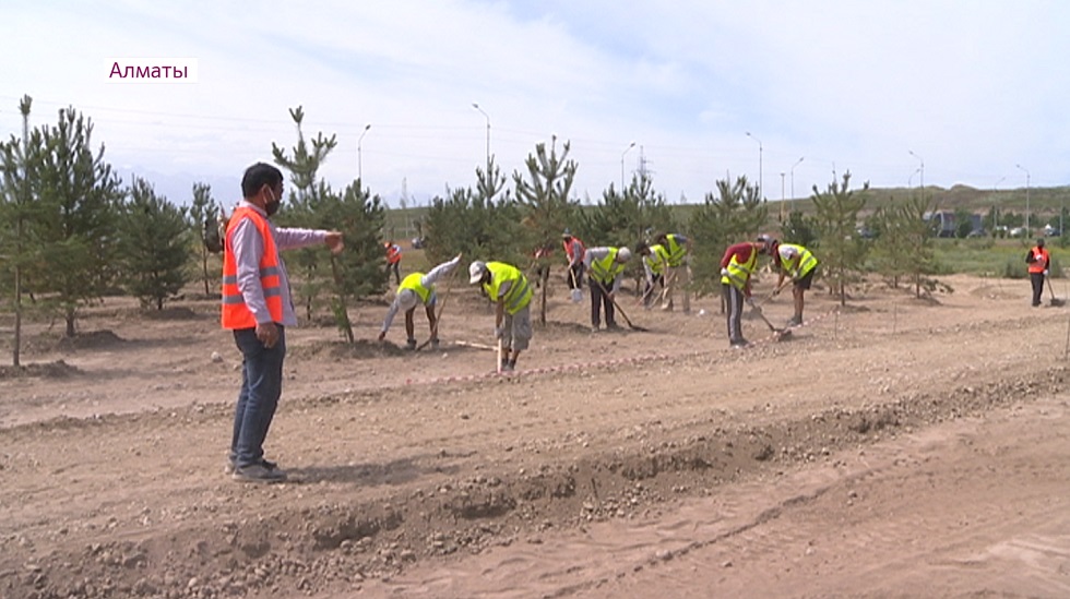 Больше 35 тысяч хвойных деревьев посадят в сосновом бору на окраине Алматы