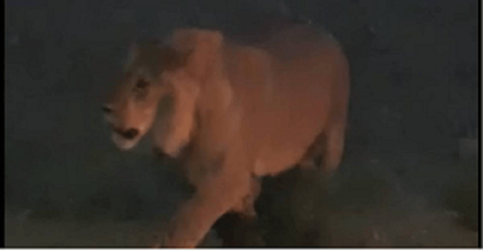 Лев пойман в одном из сёл Мангистауской области 