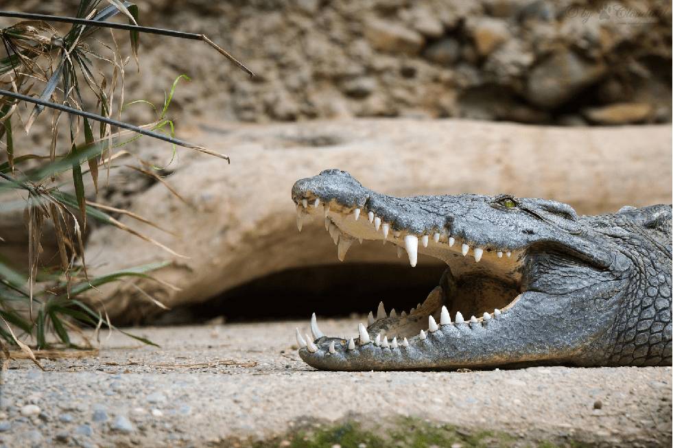 Крокодил проглотил человека живьём: супруга не смогла его спасти 