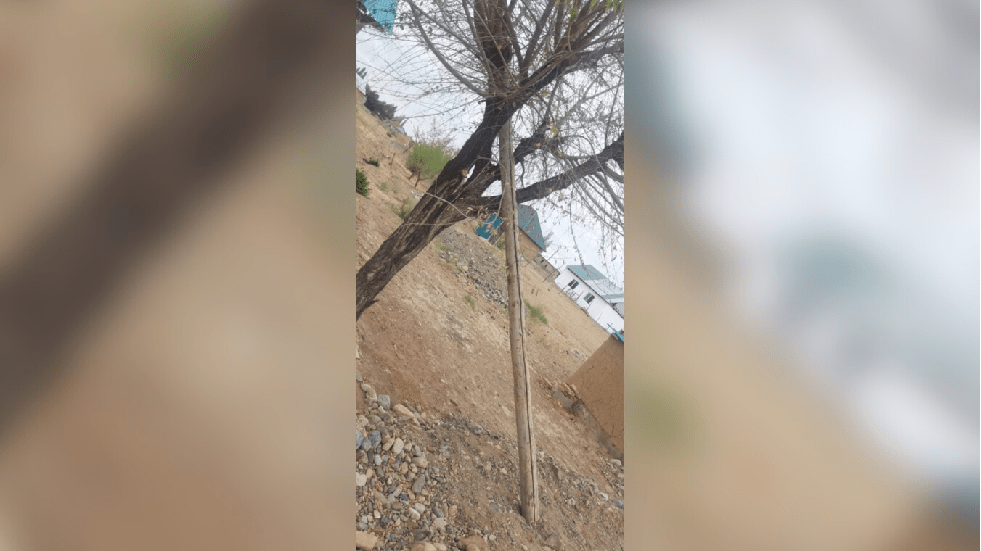 Столб для протяжки проводов украл с помощью ишака житель Алматинской области