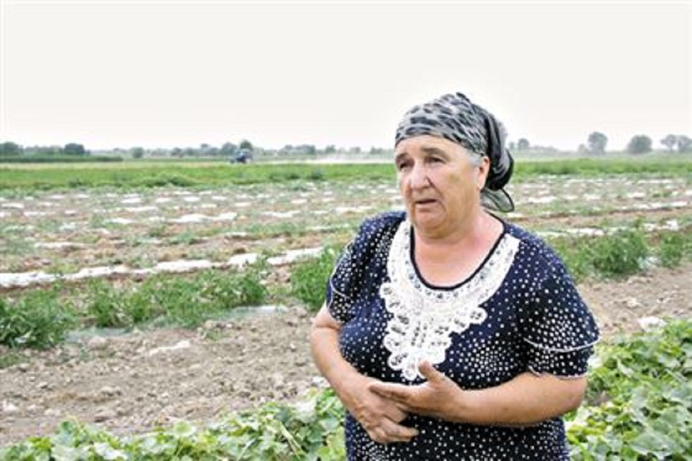Урожай гниет - сельхозпроизводители Алматинской области в отчаянии