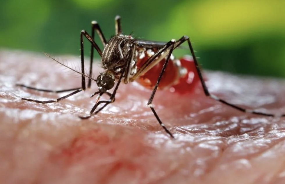 В Сингапуре готовятся к крупнейшей вспышке лихорадки денге