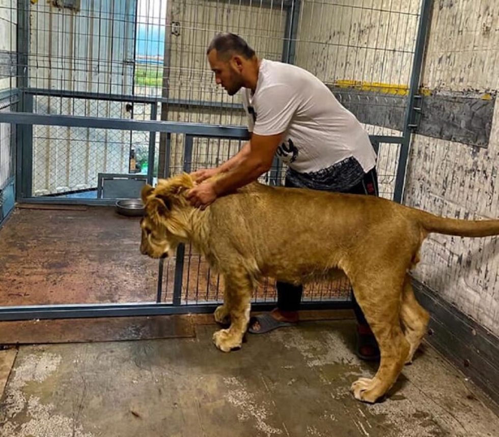 Хозяина потерявшегося львенка в Актау наказали