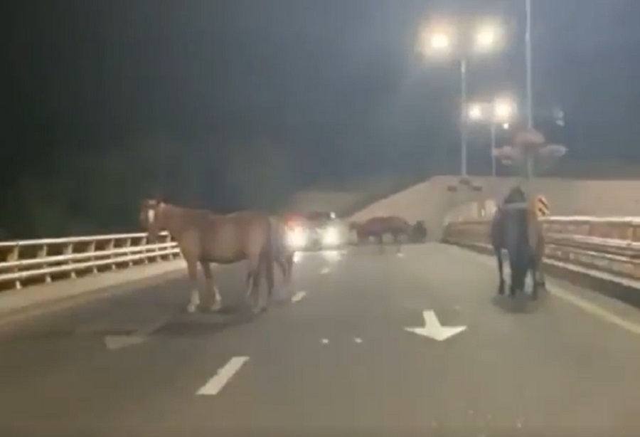 Лошади паслись на центральной магистрали Алматы: хозяин привлечен к ответственности 