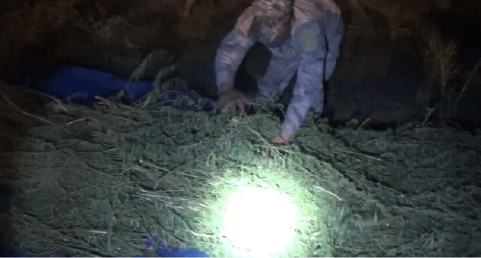 Тонна марихуаны: жителя Жамбылской области задержали за заготовку наркотического растения