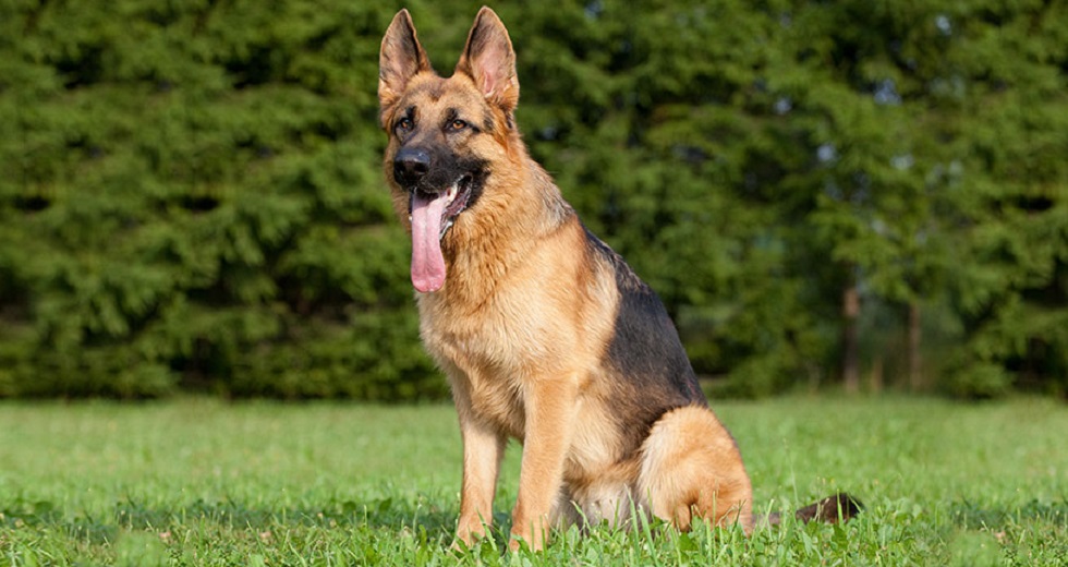 Умерла первая зараженная COVID-19 собака в США 