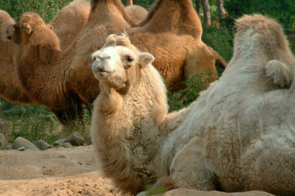 Дикие верблюды терроризируют сельчан в Астраханской области