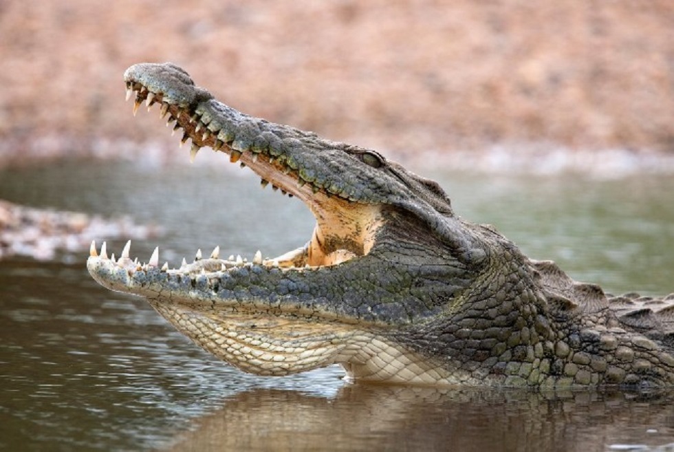 Крокодил убил индийца, совершающего оздоровительный ритуал 
