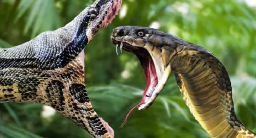 Битва за самку: драку двух гигантских змей сняли на видео в Индии  