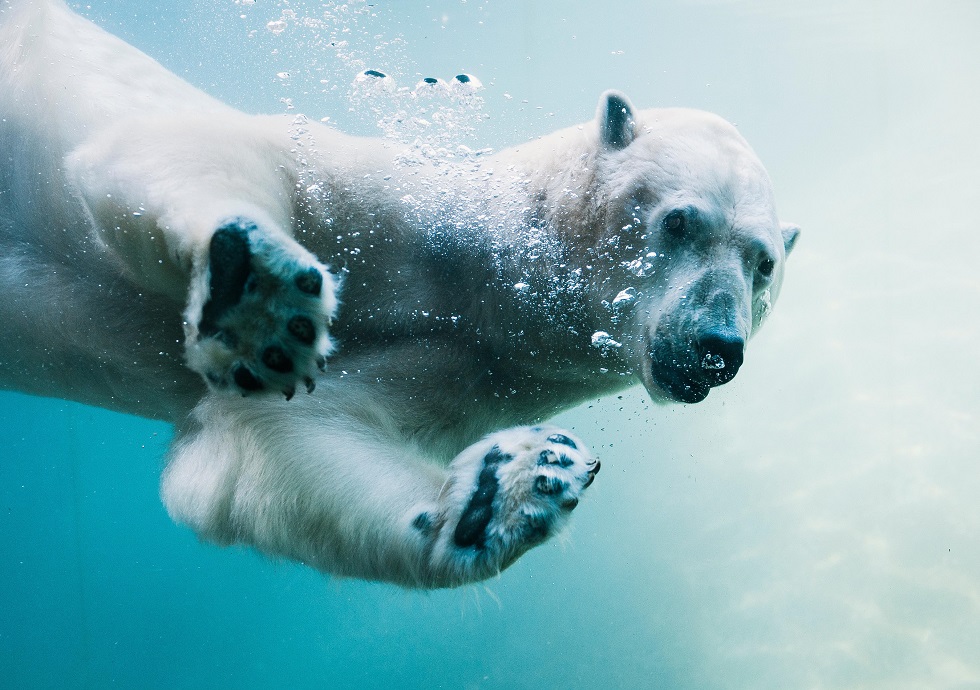 Белому медведю Алькор установили кондиционер в Алматинском зоопарке