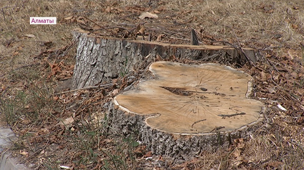 Скандал в Бостандыкском районе: на месте деревьев планируют построить бизнес-объект 