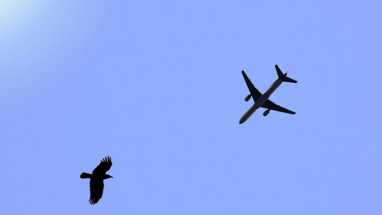 Самолет, летевший в Алматы, столкнулся с птицей