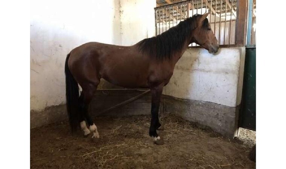 Полицейские вернули алматинцу лошадь, похищенную полтора года назад