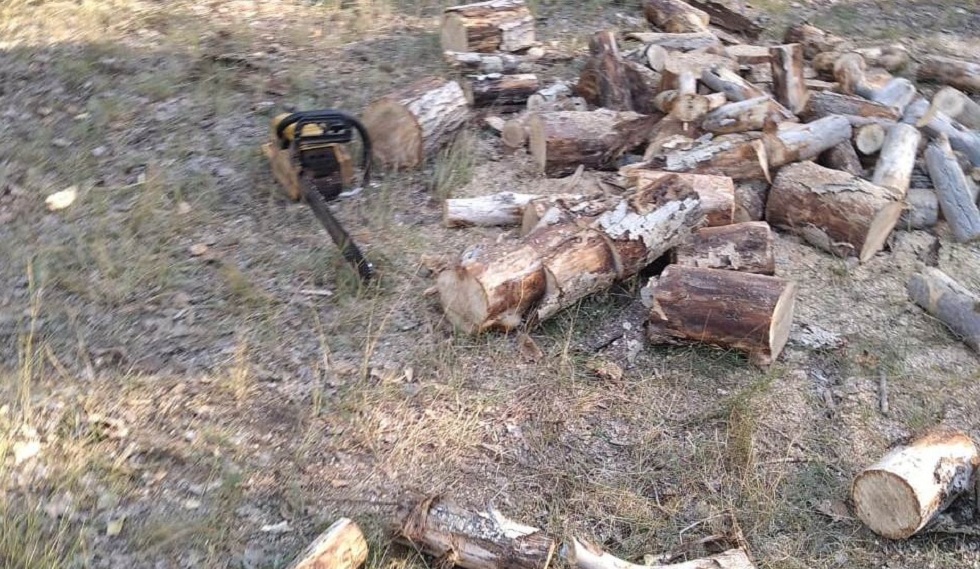 Браконьеры спилили деревья в Павлодарской области