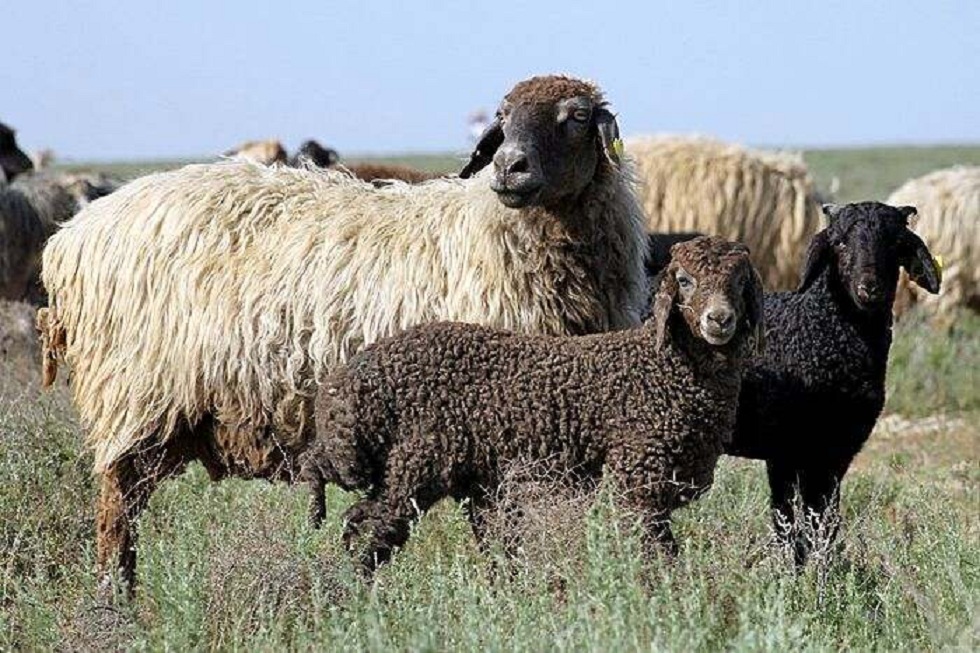 Скотокрада, укравшего двух овец, задержали в Кызылорде