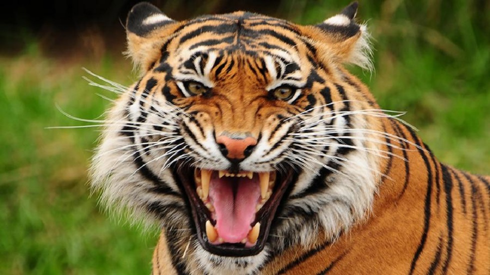 Тигр растерзал тело 10-летнего ребенка, гулявшего в пять часов утра