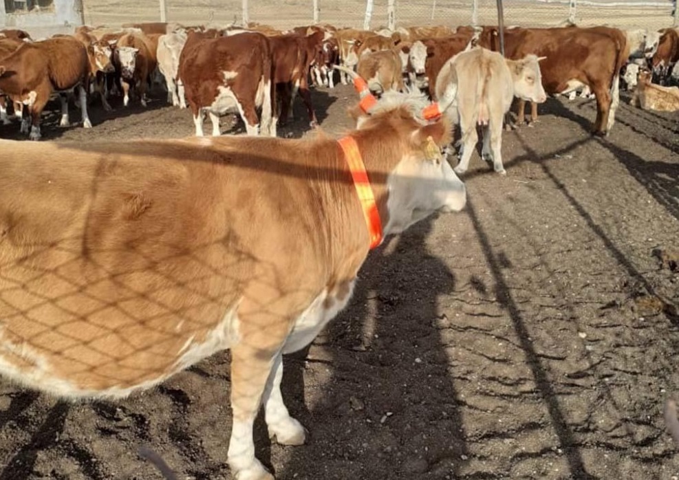 Светоотражающими ошейниками снабдят коров в Туркестанской области