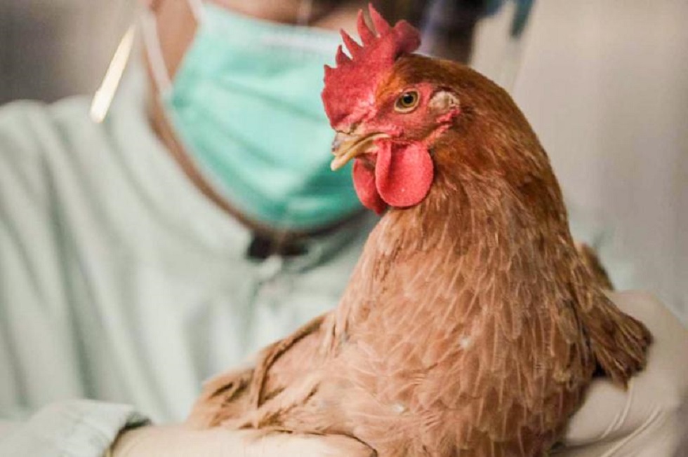 В СКО зафиксирована вспышка птичьего гриппа