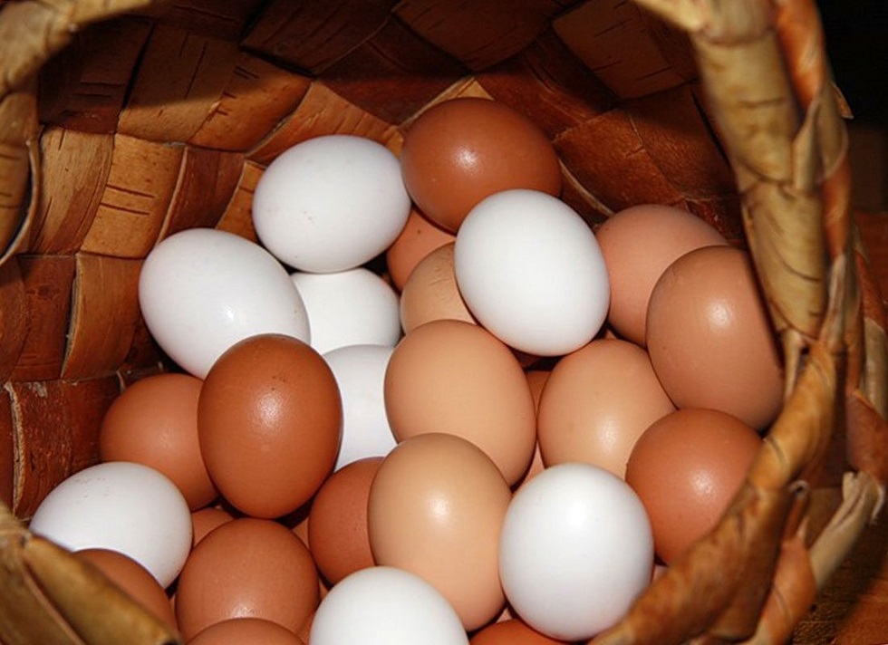 Грозит ли Казахстану дефицит куриных яиц