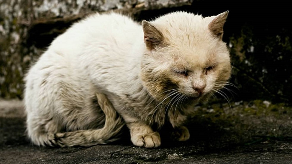 Живодеры активизировались: кошек сжигали заживо в Алматинской области