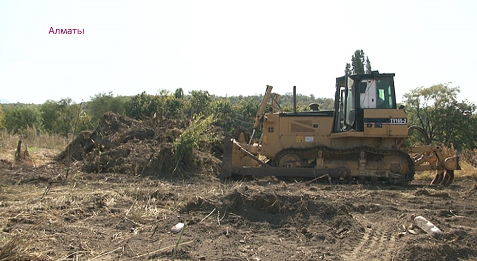 Более 100 деревьев вырубила иностранная компания в двух районах Алматы