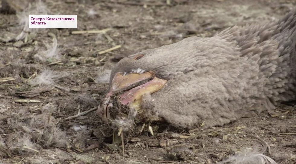 Құс тұмауы: СҚО-да тағы 6 ауыл карантинге жабылмақ