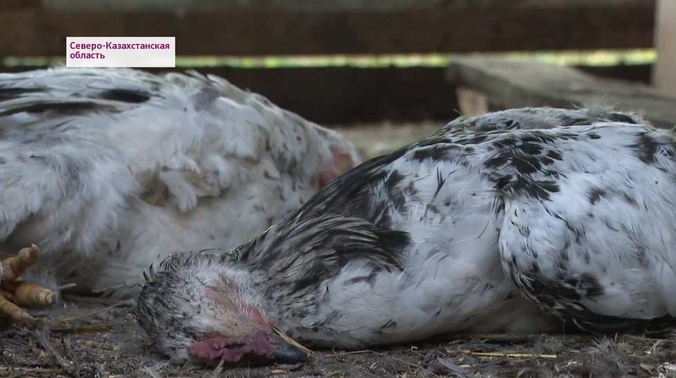 Птичий грипп в СКО: еще в 7 селах объявлен карантин 
