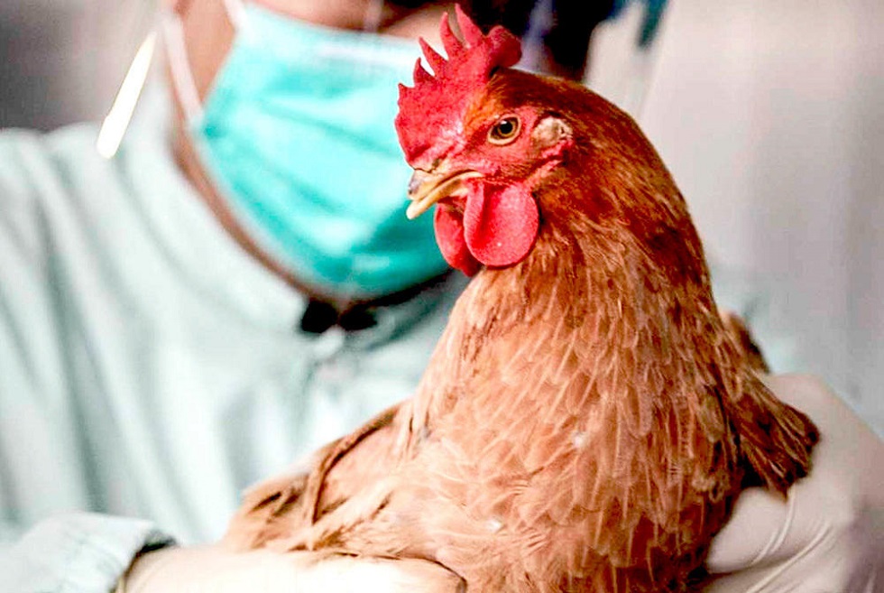 Птичий грипп в Казахстане: в шести областях ввели карантин