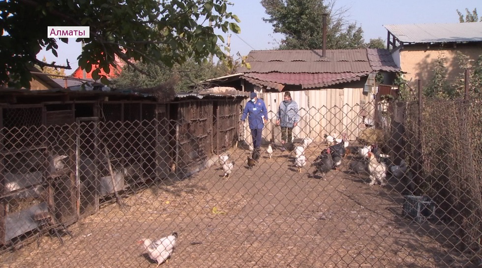 В Алматы началась массовая регистрация домашних птиц 