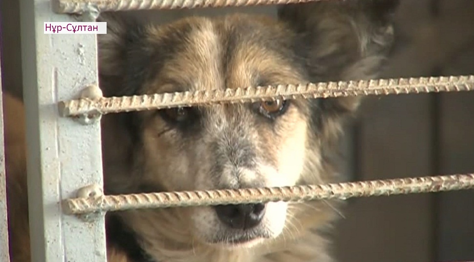 В Казахстане предложили создать государственные приюты для домашних животных 