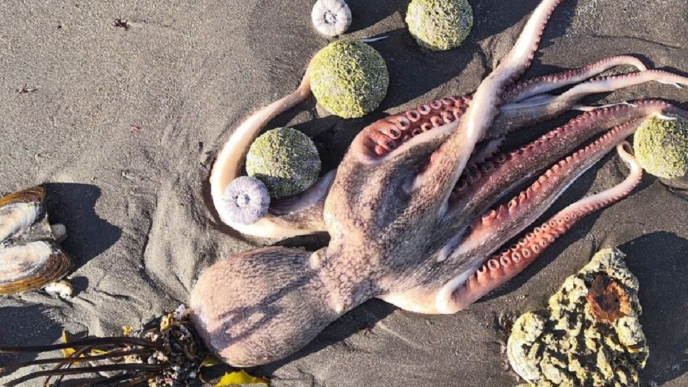 Тихий океан в опасности: берег Камчатки усыпан трупами морских животных