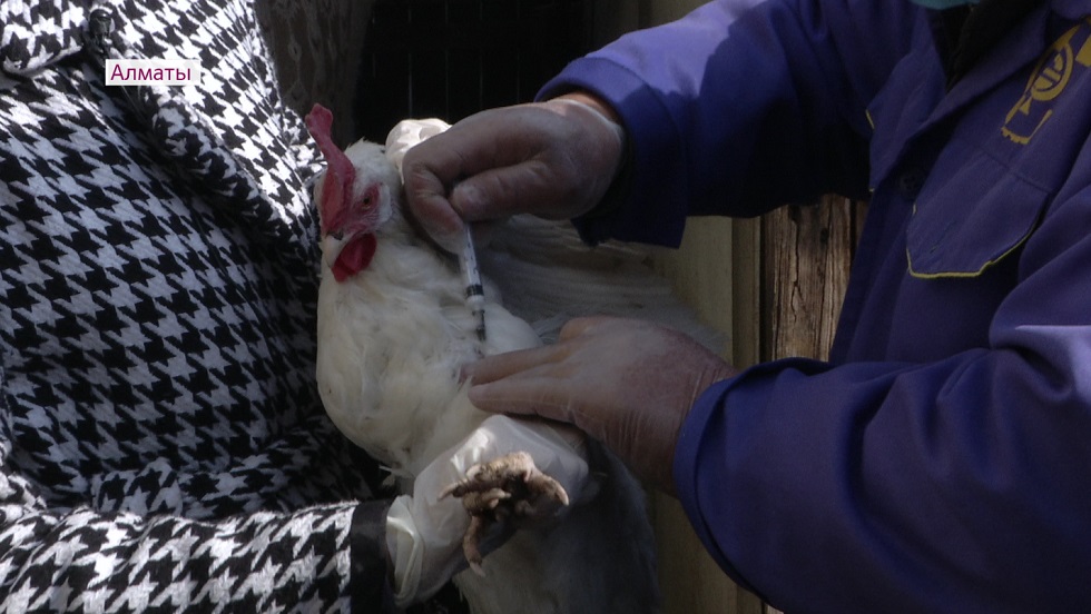 Птичий грипп: массовая вакцинация пернатых стартовала в Алматы 