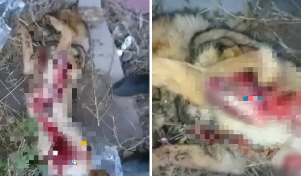 Живодеры изрезали собаку в Караганде