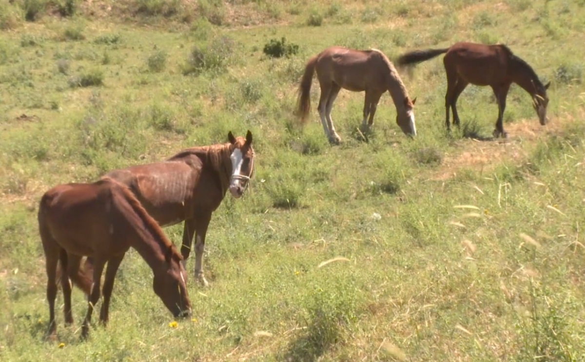Ничего святого: сын с друзьями украл лошадей у отца в Туркестанской области