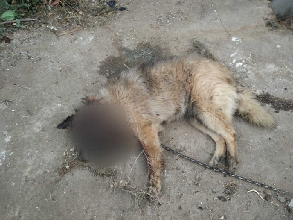 Живодерство в Костанайской области: жестоко убили четырех собак