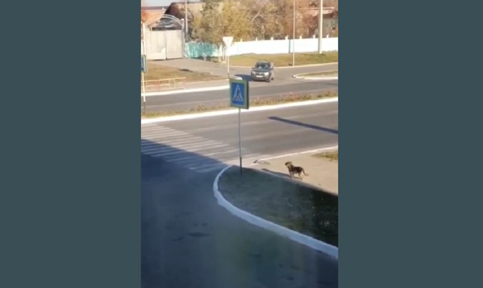 Собака из Костаная перешла дорогу по "зебре", не нарушая ПДД