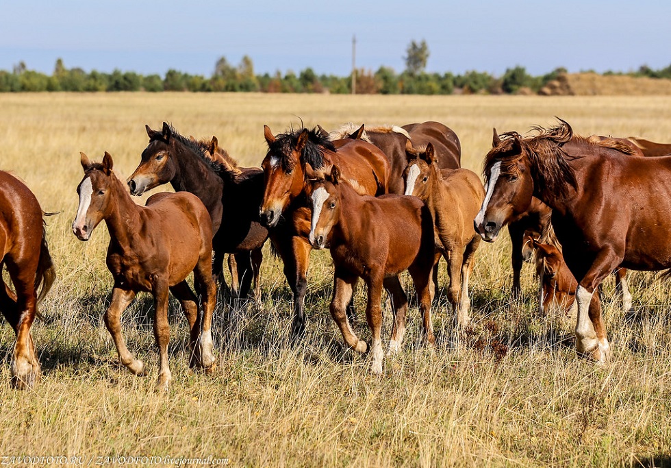 Украденных в Алматинской области лошадей нашли в Павлодаре