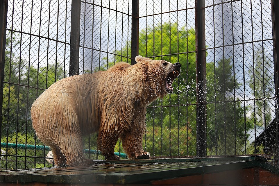Медведи загрызли смотрителя зоопарка на глазах у посетителей