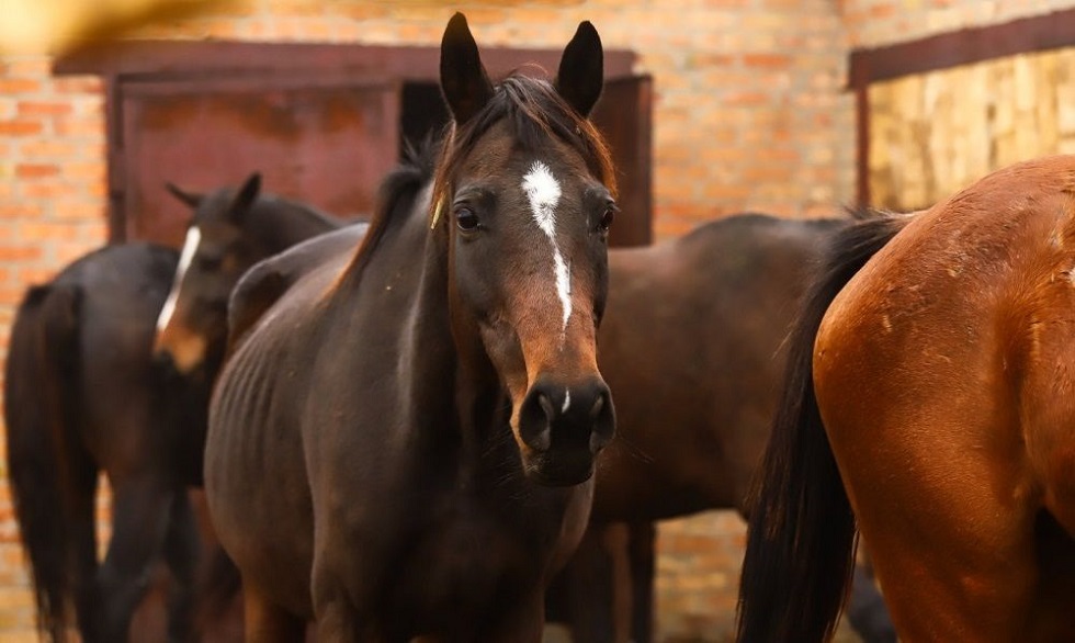 Ущерб в 15 млн тенге: табун лошадей похитили у жительницы Костанайской области