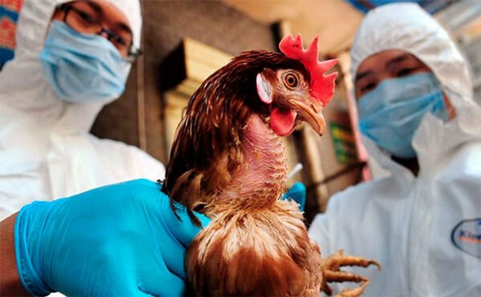 Карантин вводят в 48 селах СКО из-за птичьего гриппа