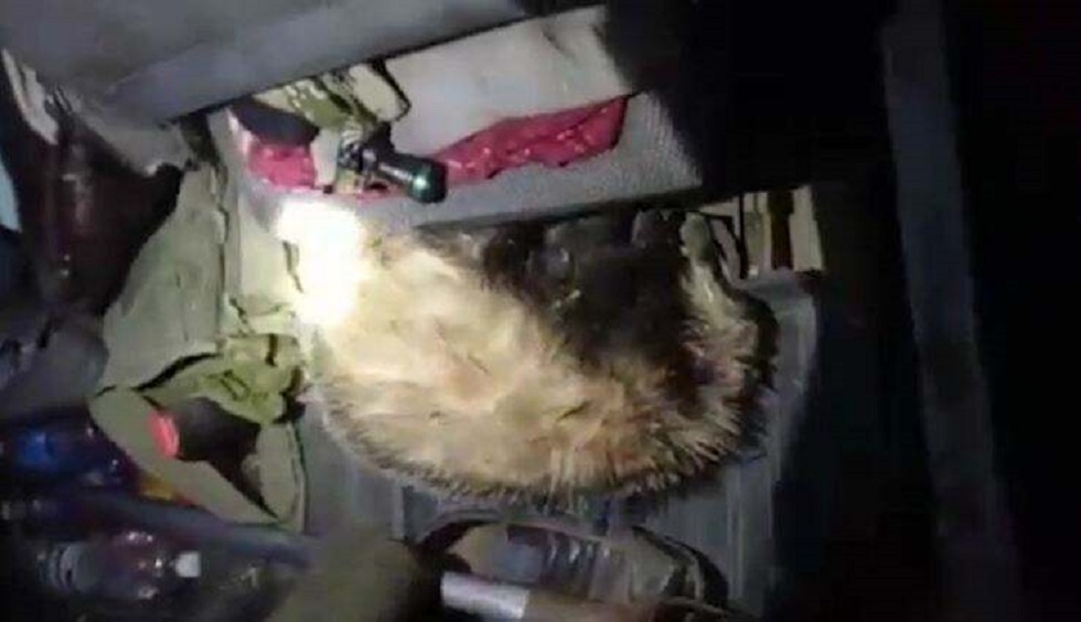 Алматы облысында заңсыз борсықтарды аулаумен айналысқан орманшы ұсталды  