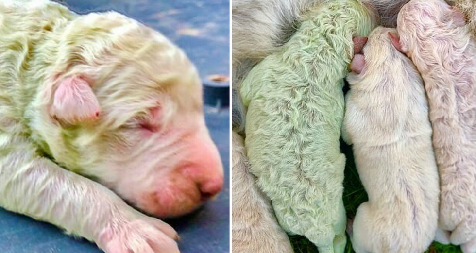 Аномалия: белая собака родила щенка с зеленой шерстью