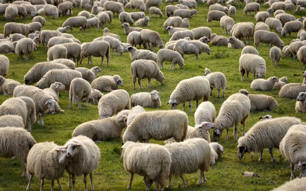 Пастух похитил отару овец у хозяина в Алматинской области  
