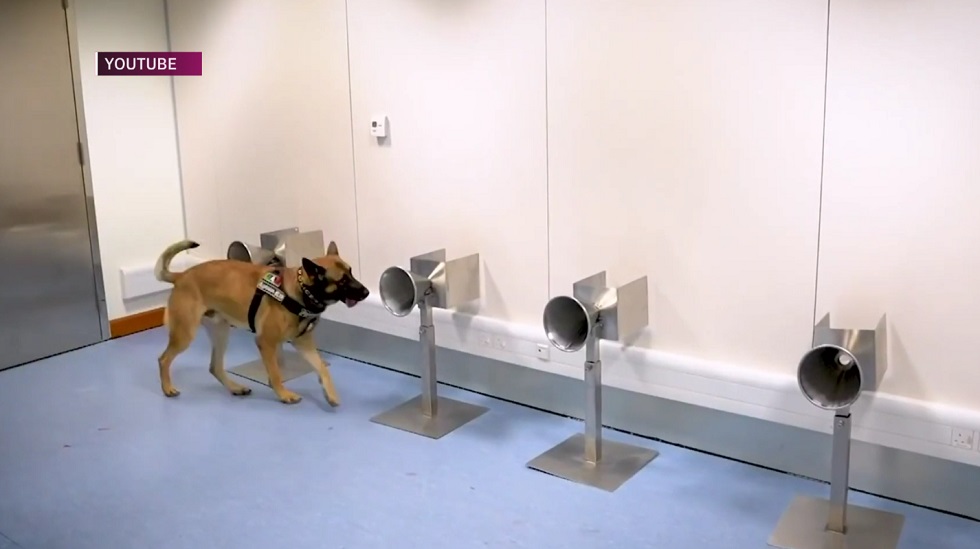 Могут ли собаки выявить COVID-19 по запаху - мнения казахстанских экспертов 