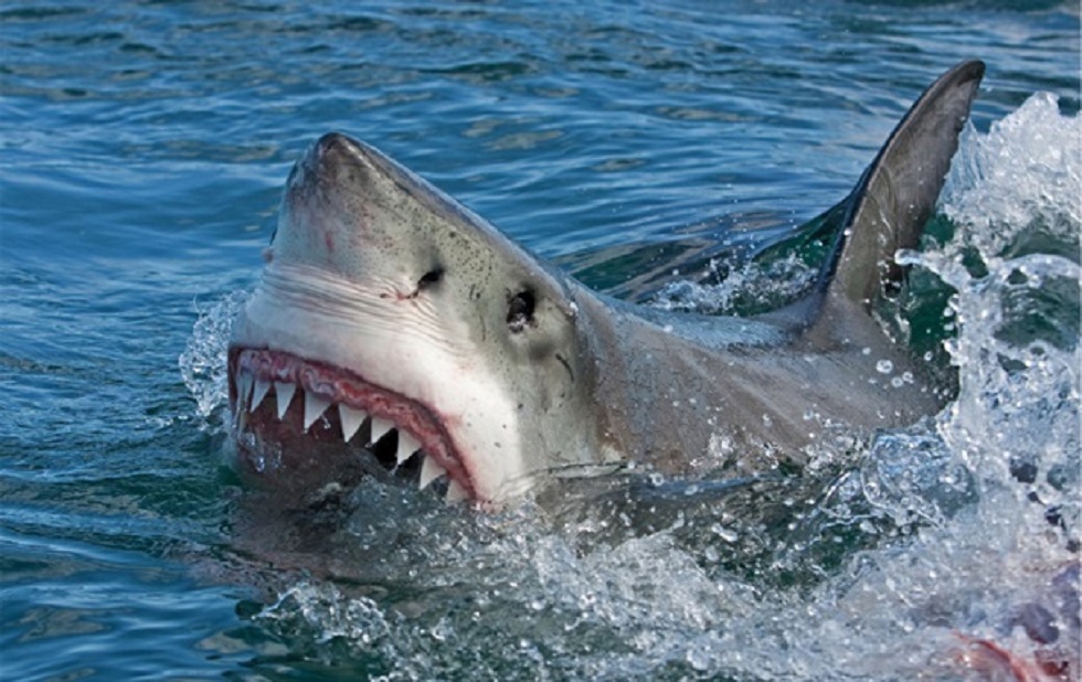 Мысырдағы танымал курортта акула демалушыларға шабуыл жасады 