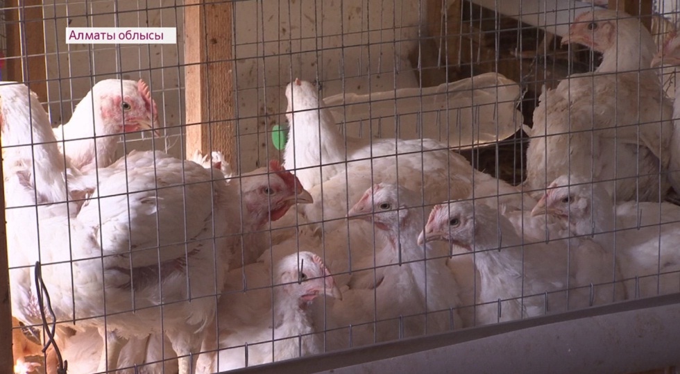Птичий грипп: в Алматинской области растет число зараженных птиц 